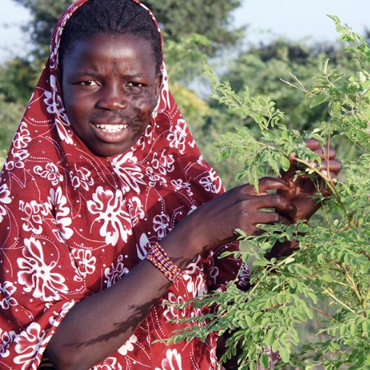A girl wearing a maroon hear cover touches a moringa tree.